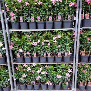 Afbeelding van Kp17 Sundaville Piramide Cream